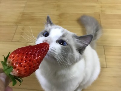 瀛猫 瀛猫爱吃鱼全套