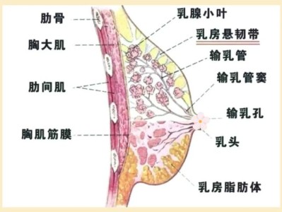 粥粥酱隆胸 粥粥酱外围