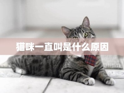 小猫咪一直叫个不停是怎么回事 刚养的小猫咪一直叫个不停是怎么回事