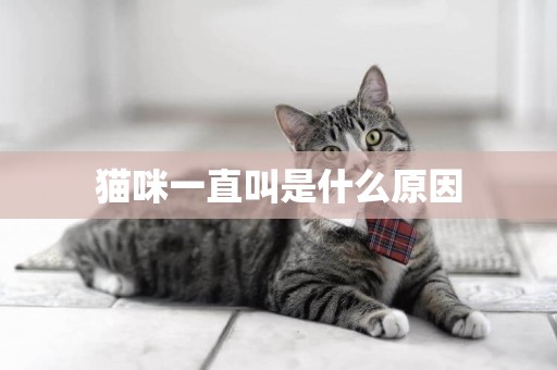 小猫咪一直叫个不停是怎么回事 刚养的小猫咪一直叫个不停是怎么回事