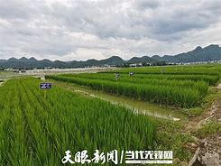 夏又米图片 抖音夏又米壁纸