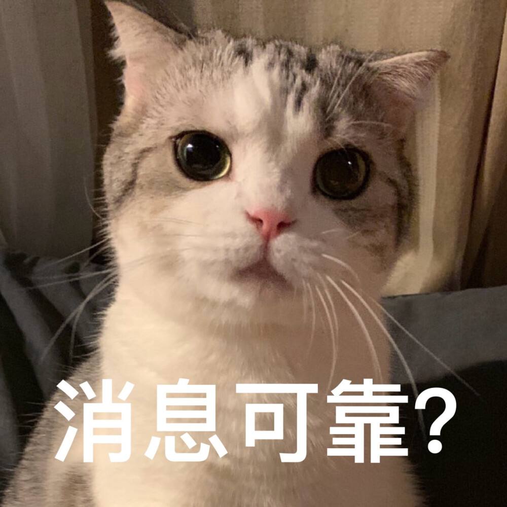 Ni的猫猫 你们的猫咪都叫什么名字