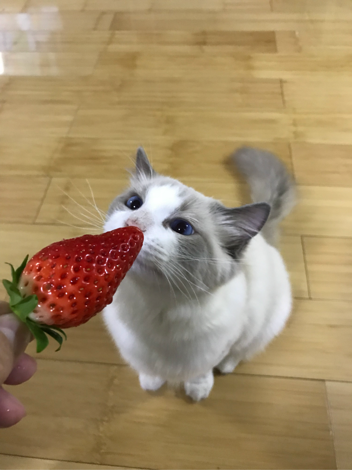 瀛猫 瀛猫爱吃鱼全套